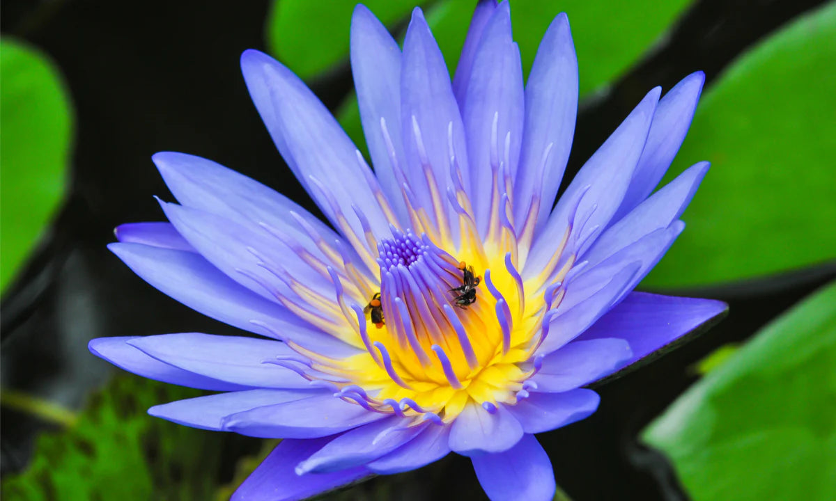Blue Lotus Flowers – For Tea, Ritual & Relaxation