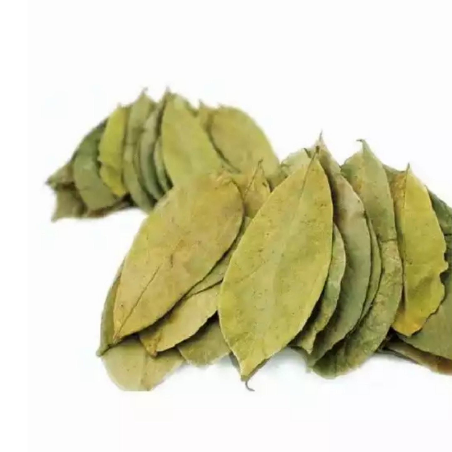 Soursop Leaves